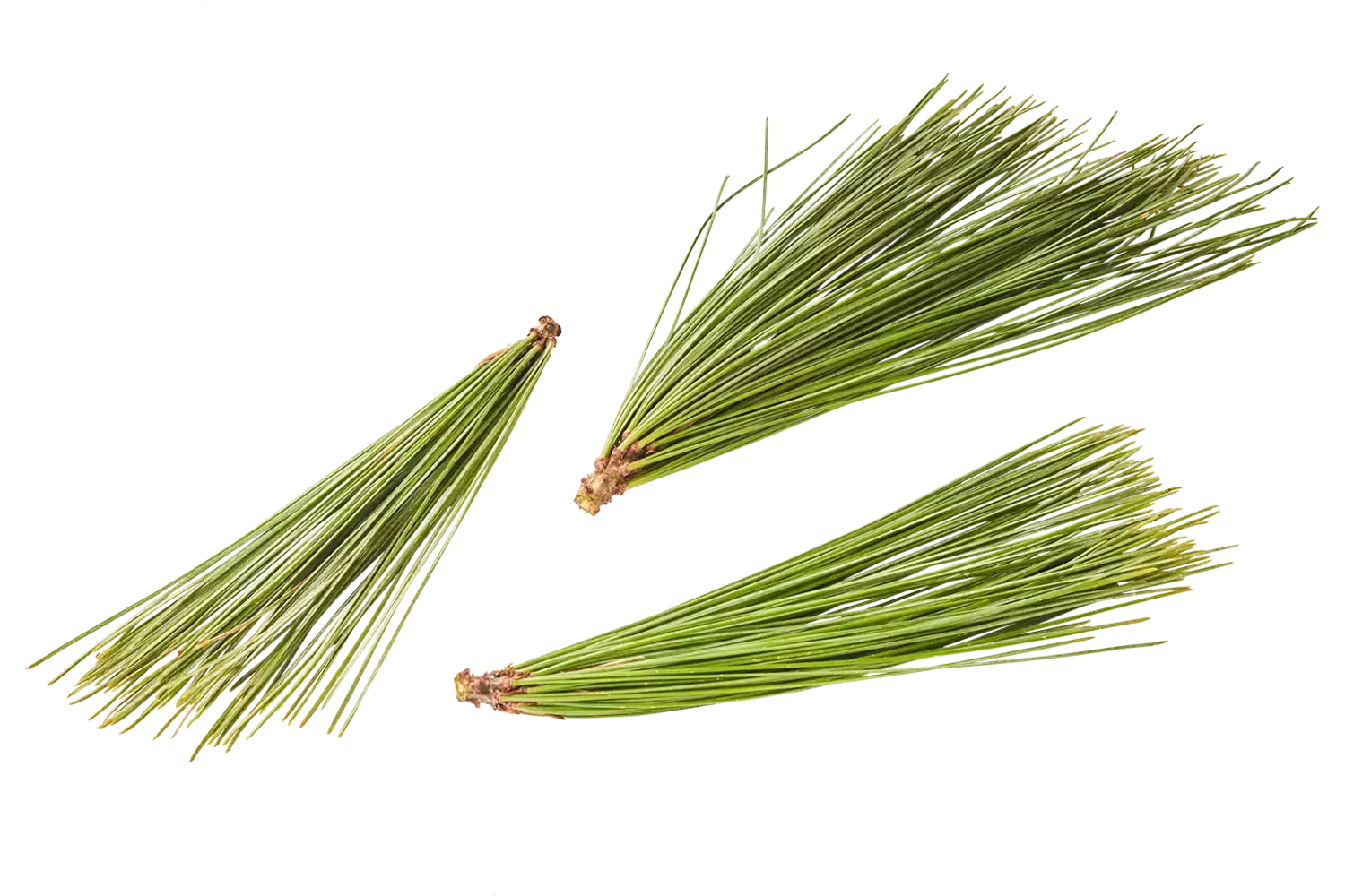 Dennentopjes 20gr. stuk 1